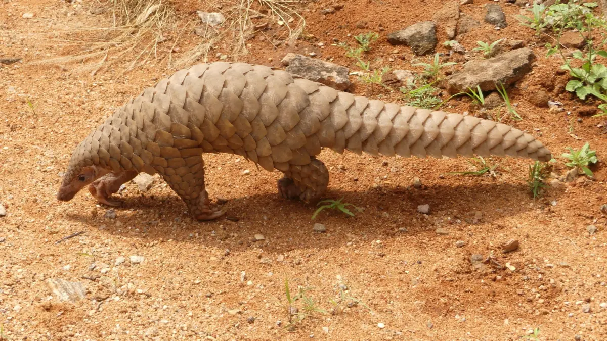 An Indian Pangolin found in the Kalakkad Mundanthurai Tiger Reserve (KMTR) in Tamil Nadu. Image via Wikipedia by A. J. T. Johnsingh. CC BY-SA 4.0.