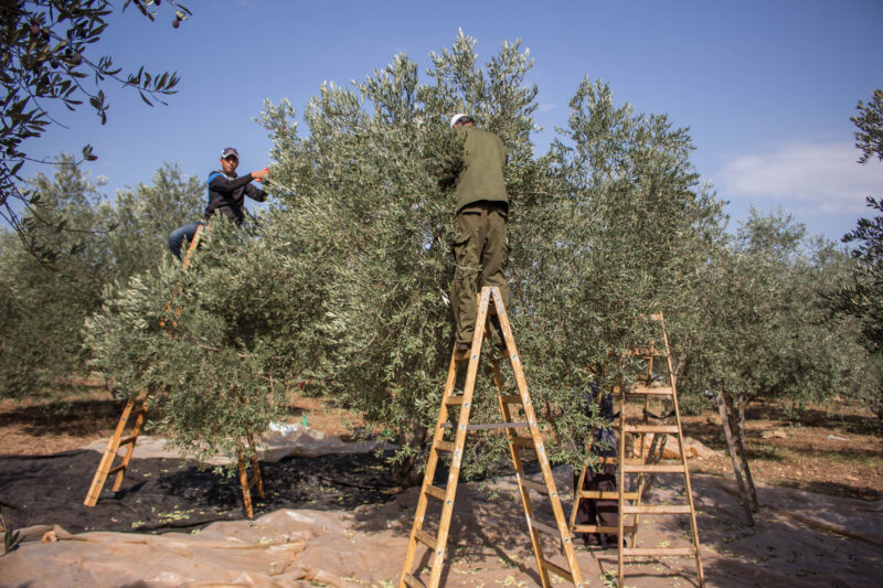 Palestinian farmers harvesting olives in the Jenin area, November 2015. Photo by TrickyH on Wikimedia Commons (CC BY-SA 3.0).